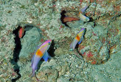 Roughtongue bass (Pronotogrammus martinicensis)