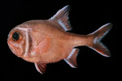 Roughy (Trachichthys australis)