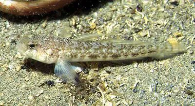 Roule's goby (Gobius roulei)