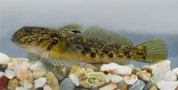Round goby (Neogobius melanostomus)