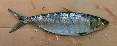 Round sardinella (Sardinella aurita)