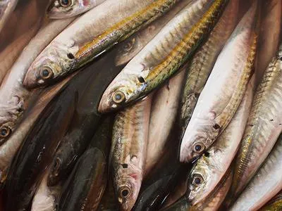 Round scad (Decapterus punctatus)