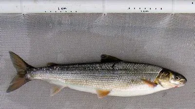 Round whitefish (Prosopium cylindraceum)