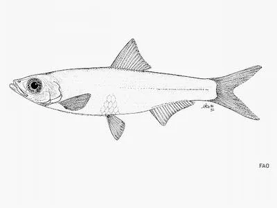 Roundbelly pellonuline (Laeviscutella dekimpei)