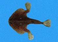 Roundel batfish (Zalieutes elater)