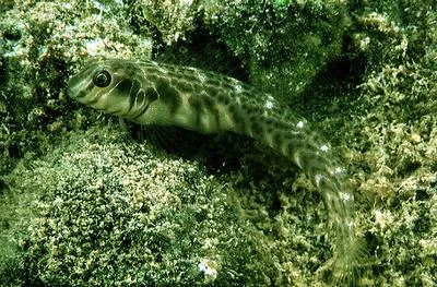Roundhead blenny (Omobranchus obliquus)