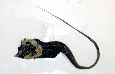 Roundhead grenadier (Odontomacrurus murrayi)