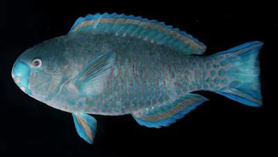 Roundhead parrotfish (Scarus viridifucatus)