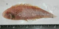 Roundhead toungesole (Cynoglossus dispar)