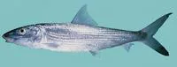 Roundjaw bonefish (Albula glossodonta)