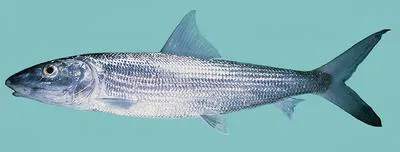 Roundjaw bonefish (Albula glossodonta)