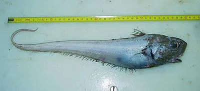 Roundnose grenadier (Coryphaenoides rupestris)