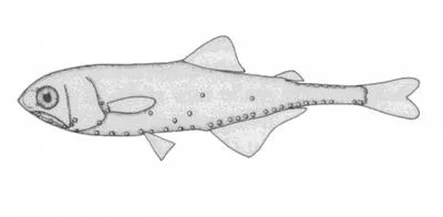 Roundnose lanternfish (Centrobranchus nigroocellatus)