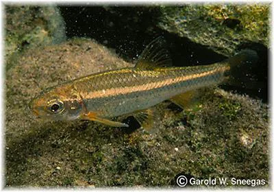 Roundnose minnow (Dionda episcopa)