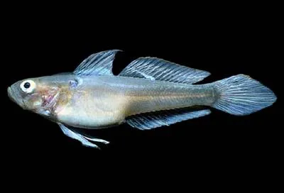 Roundscale goby (Microgobius cyclolepis)