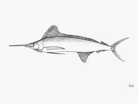 Roundscale spearfish (Tetrapturus georgii)