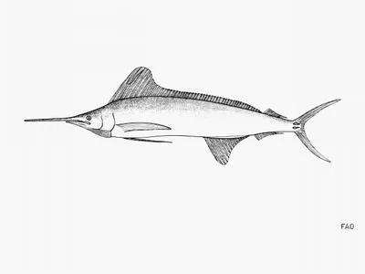 Roundscale spearfish (Tetrapturus georgii)