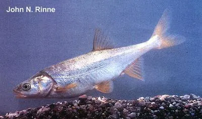 Roundtail chub (Gila robusta)