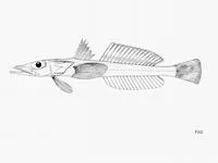 Roundtail duckbill (Bembrops greyi)