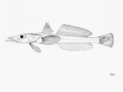 Roundtail duckbill (Bembrops greyi)