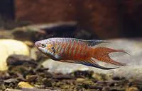 Roundtail paradisefish (Macropodus opercularis)