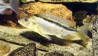 Roundtooth hap (Mylochromis sphaerodon)