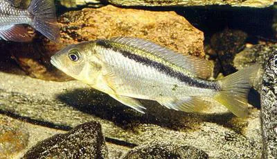 Roundtooth hap (Mylochromis sphaerodon)