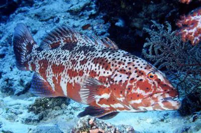 Roving coralgrouper (Plectropomus pessuliferus)