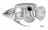 Royal basslet (Lipogramma regia)