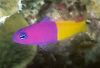 Royal dottyback (Pictichromis paccagnellae)