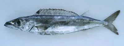 Royal escolar (Rexea prometheoides)