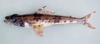 Royal flagfin (Aulopus filamentosus)