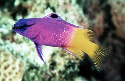 Royal gramma (Gramma loreto)