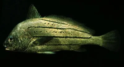 Royal highhat (Pareques lanfeari)