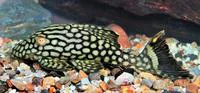 Royal panaque (Panaque nigrolineatus)
