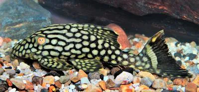 Royal panaque (Panaque nigrolineatus)