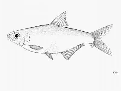 Royal sprat (Microthrissa royauxi)