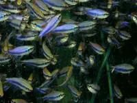 Royal tetra (Inpaichthys kerri)