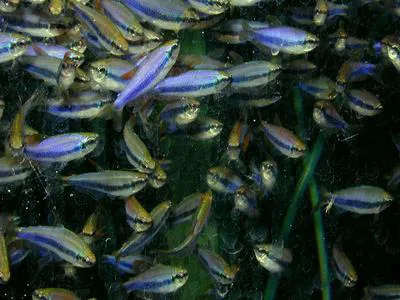 Royal tetra (Inpaichthys kerri)