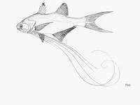 Royal threadfin (Pentanemus quinquarius)