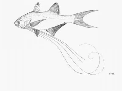 Royal threadfin (Pentanemus quinquarius)