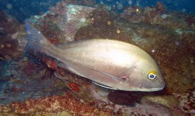Rubberlip grunt (Plectorhinchus mediterraneus)