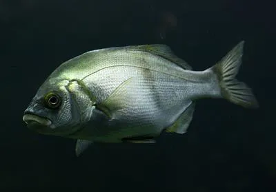 Rubberlip seaperch (Rhacochilus toxotes)