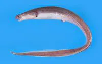 Rubbernose conger (Macrocephenchelys brevirostris)