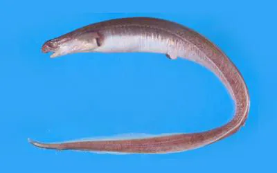 Rubbernose conger (Macrocephenchelys brevirostris)