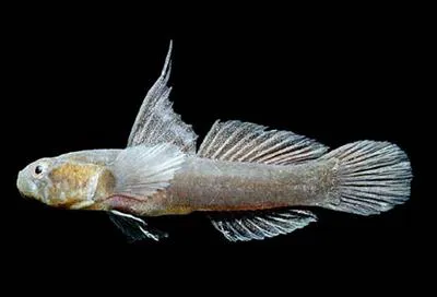 Rubble goby (Chriolepis minutillus)