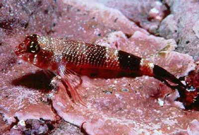 Rubinoff's triplefin (Axoclinus rubinoffi)