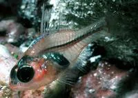 Ruby cardinalfish (Apogon coccineus)