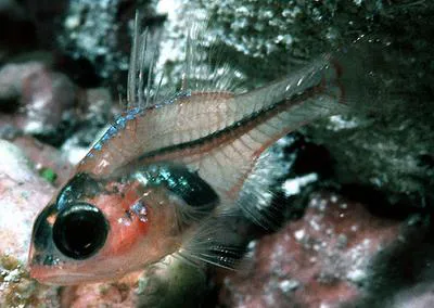 Ruby cardinalfish (Apogon coccineus)