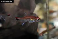 Ruby tetra (Axelrodia riesei)